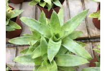 Catopsis mooreana