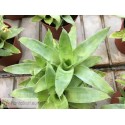Catopsis mooreana