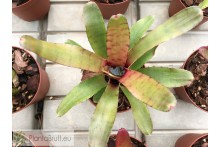 Neoregelia Thera