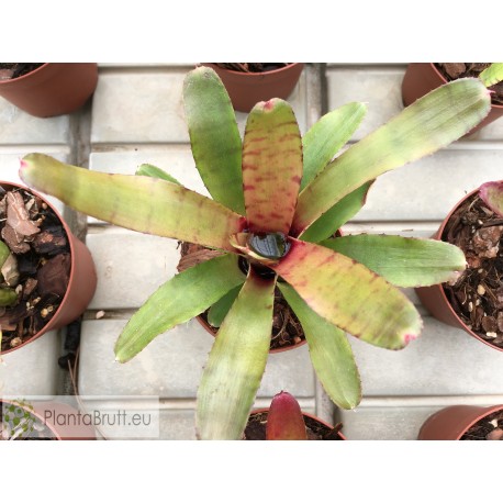 Neoregelia Thera