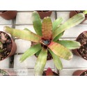 Neoregelia Thera