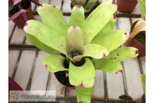 Neoregelia Hybrid Green