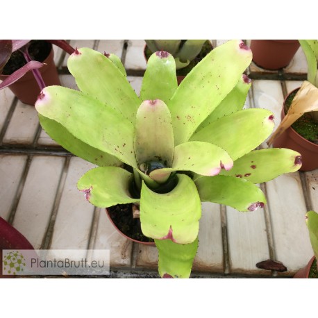 Neoregelia Hybrid Green