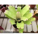 Neoregelia Hybrid Green