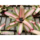 Neoregelia Lorena Lector