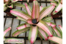 Neoregelia Lorena Lector