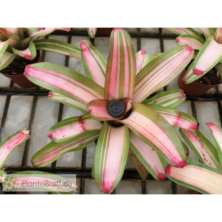Neoregelia Lorena Lector