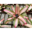 Neoregelia Lorena Lector