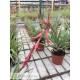 Tillandsia barthlotti