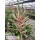 Tillandsia vicentina