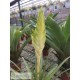 Tillandsia lampropoda