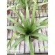 Tillandsia lajensis