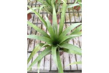 Tillandsia lajensis