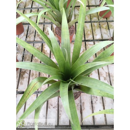 Tillandsia lajensis
