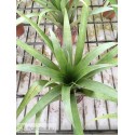 Tillandsia lajensis