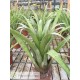 Tillandsia lajensis