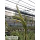 Tillandsia lajensis