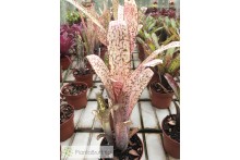 Billbergia Kolan Offsprings