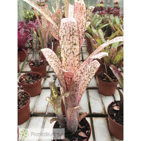 Billbergia Kolan Offsprings