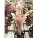 Billbergia Kolan Offsprings