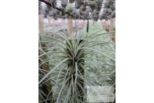 Tillandsia fasciculata var. densispica de graine