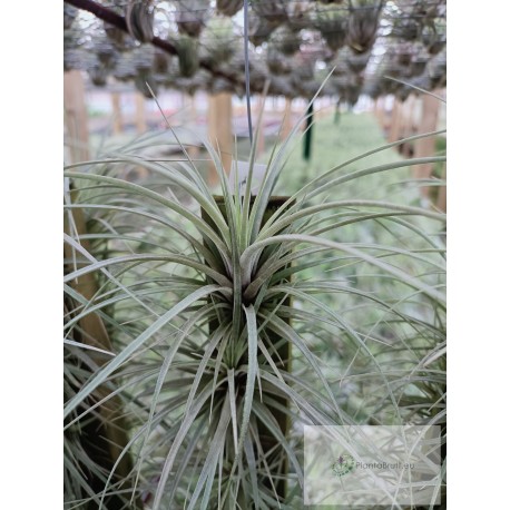 Tillandsia fasciculata var. densispica de semilla