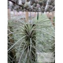 Tillandsia fasciculata var. densispica - Plantinha -