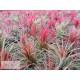 Tillandsia ionantha var. Fuego