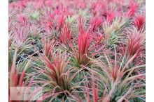 Tillandsia ionantha var. Fuego