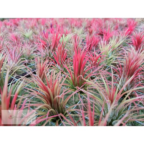 Tillandsia ionantha var. Fuego