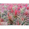 Tillandsia ionantha var. Fuego
