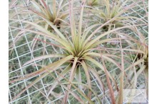 Tillandsia brachycaulos Supreme