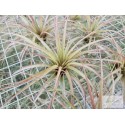 Tillandsia brachycaulos Supreme M