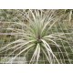 Tillandsia Houston 'Red Princess'