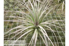Tillandsia Houston 'Red Princess'