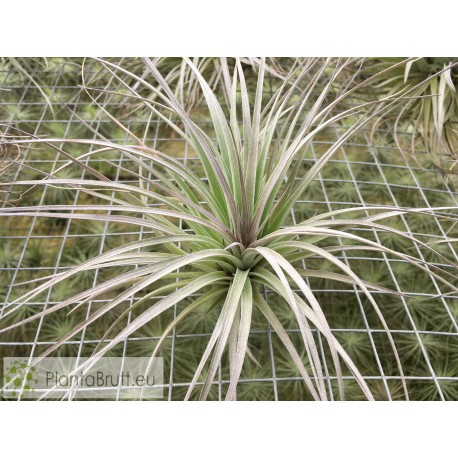 Tillandsia Houston 'Red Princess'