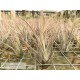 Tillandsia ehlersiana S