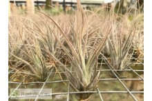 Tillandsia ehlersiana S