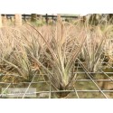 Tillandsia ehlersiana S