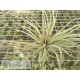 Tillandsia Houston 'Giant Green'