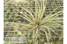 Tillandsia Houston 'Giant Green'