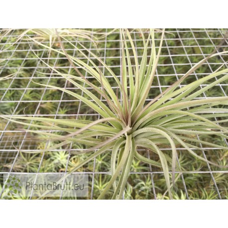 Tillandsia Houston 'Giant Green'