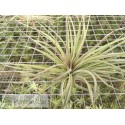 Tillandsia Houston 'Giant Green'