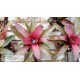 Neoregelia Astra