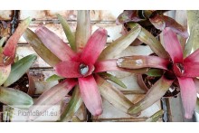 Neoregelia Astra