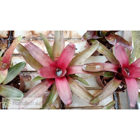 Neoregelia Astra