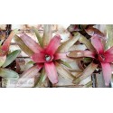 Neoregelia Astra