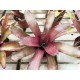 Neoregelia species x Fireball