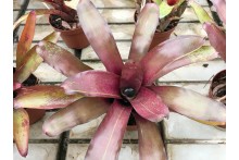 Neoregelia species x Fireball
