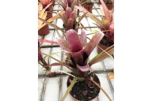 Neoregelia abendrothae x pauciflora